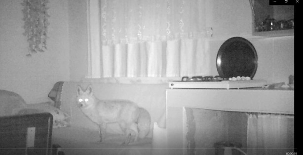 Foto - Yayla evine dadandılar! Fotokapana yakalandılar