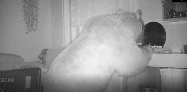 Foto - Yayla evine dadandılar! Fotokapana yakalandılar