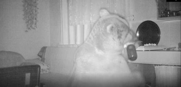 Foto - Yayla evine dadandılar! Fotokapana yakalandılar