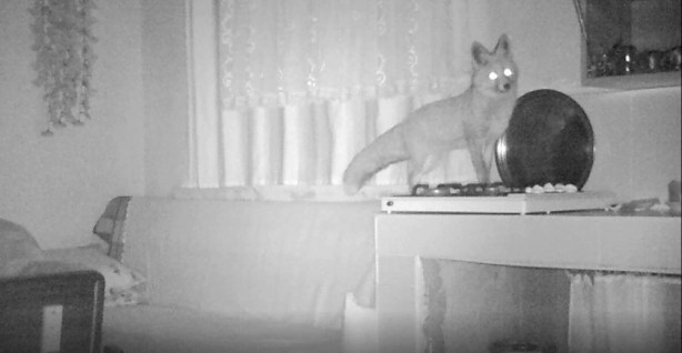 Foto - Yayla evine dadandılar! Fotokapana yakalandılar