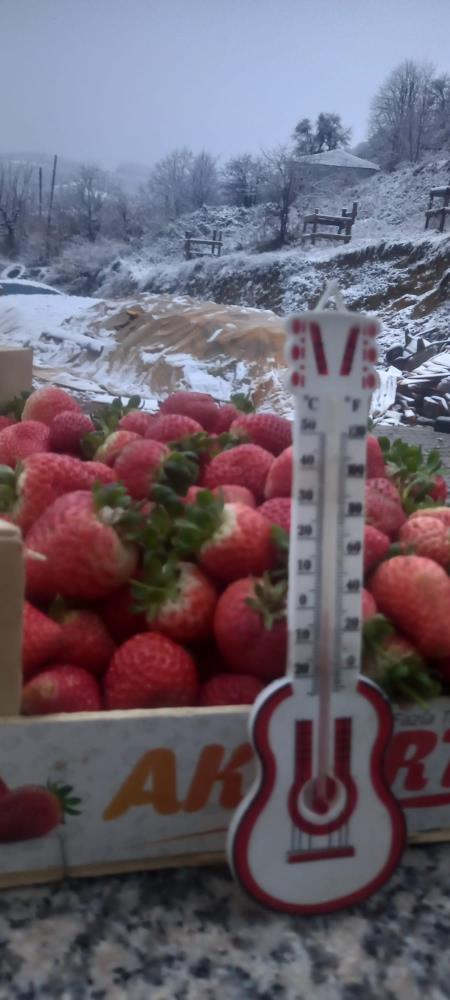 Foto - Yaylada kar altında çilek hasadı