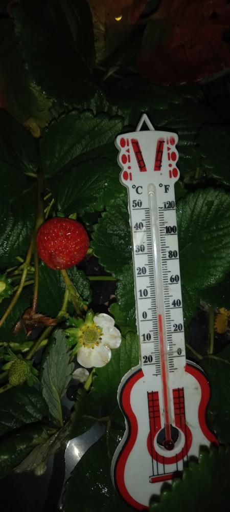 Foto - Yaylada kar altında çilek hasadı