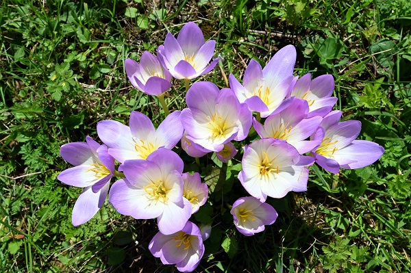 Foto - Yaylalar ‘göç’ habercileri ile süslendi