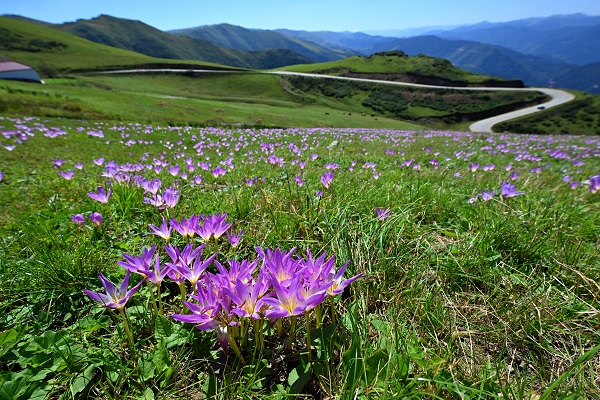 Foto - Yaylalar ‘göç’ habercileri ile süslendi
