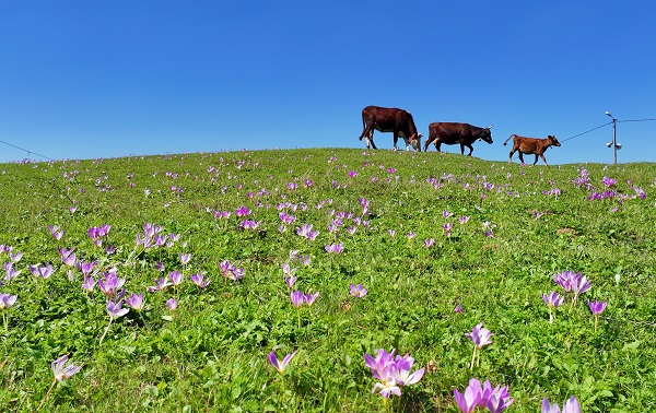 Foto - Yaylalar ‘göç’ habercileri ile süslendi