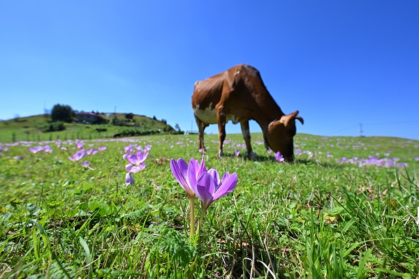 Foto - Yaylalar ‘göç’ habercileri ile süslendi