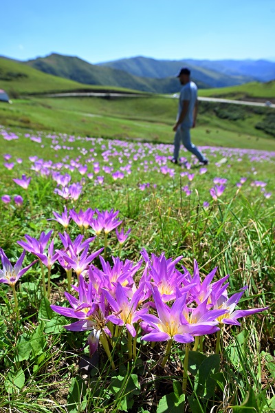 Foto - Yaylalar ‘göç’ habercileri ile süslendi