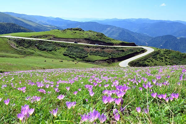 Foto - Yaylalar ‘göç’ habercileri ile süslendi