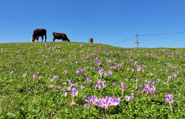 Foto - Yaylalar ‘göç’ habercileri ile süslendi