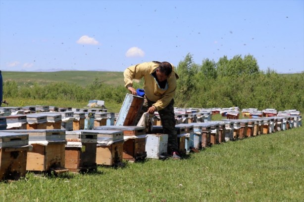 Foto - Yaylalarda bal mesaisi