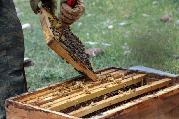 Foto - Yaylalarda bal mesaisi