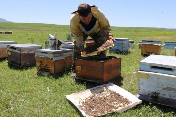 Foto - Yaylalarda bal mesaisi