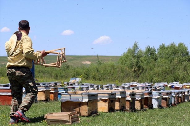 Foto - Yaylalarda bal mesaisi