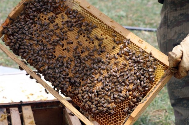 Foto - Yaylalarda bal mesaisi