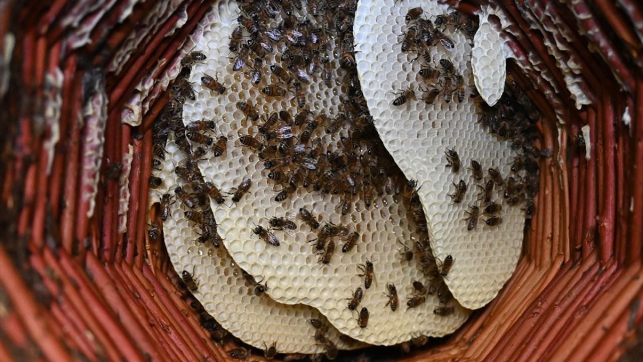 Foto - Yaylalarda geleneksel yöntemlerle üretiliyor! Karakovan balı hasadı başladı