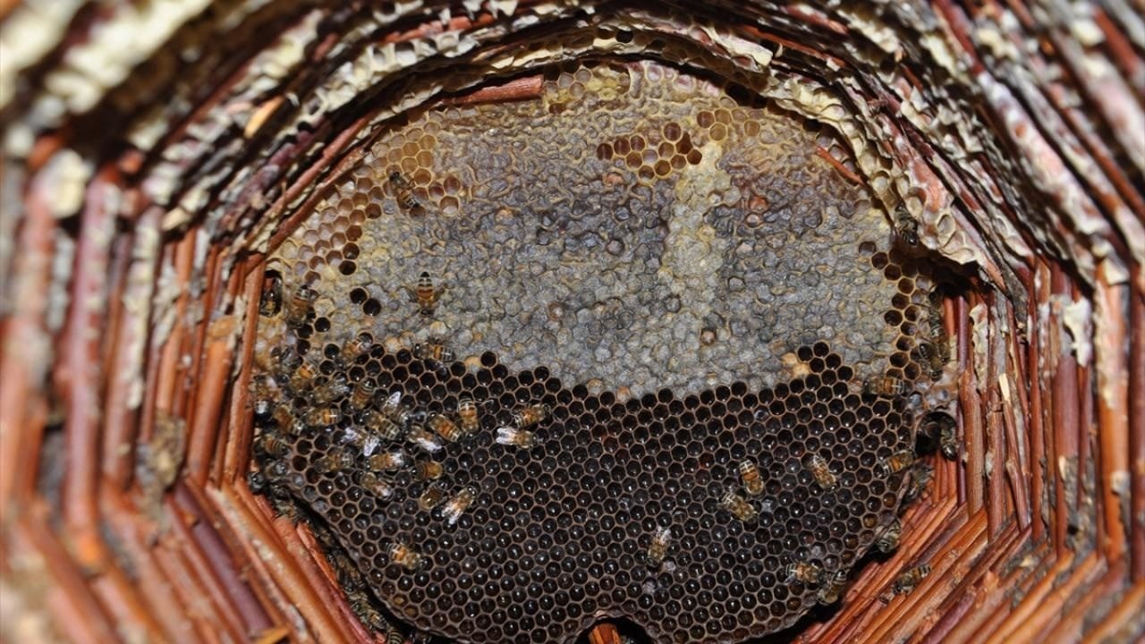 Foto - Yaylalarda geleneksel yöntemlerle üretiliyor! Karakovan balı hasadı başladı