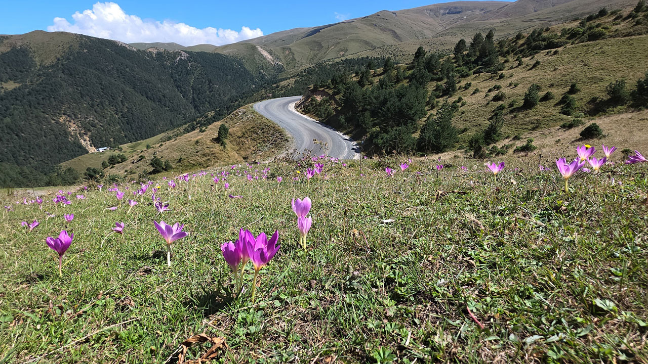 Foto - Yaylalarda renk değişti! Vargitler açtı, Gümüşhane yaylalarında dönüş vakti geldi