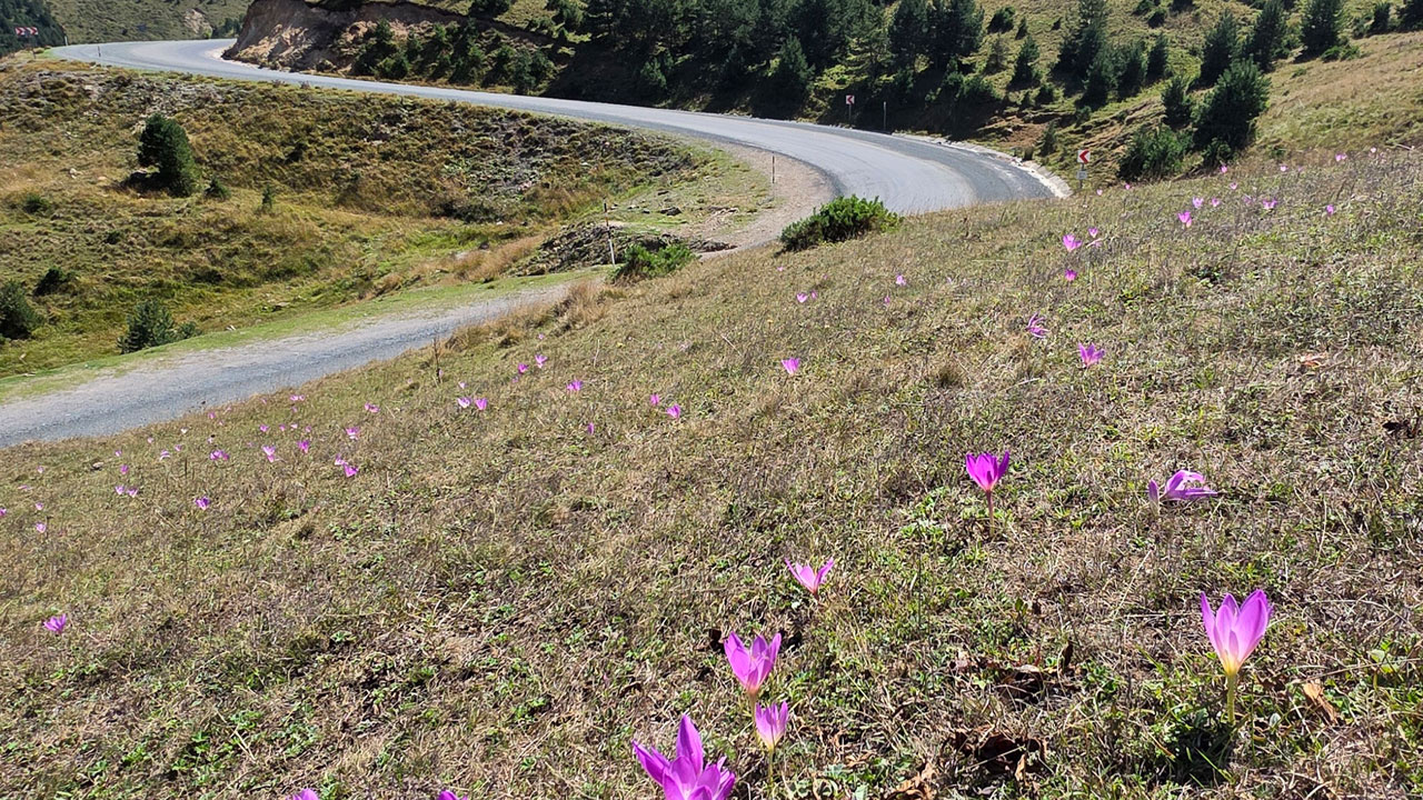 Foto - Yaylalarda renk değişti! Vargitler açtı, Gümüşhane yaylalarında dönüş vakti geldi