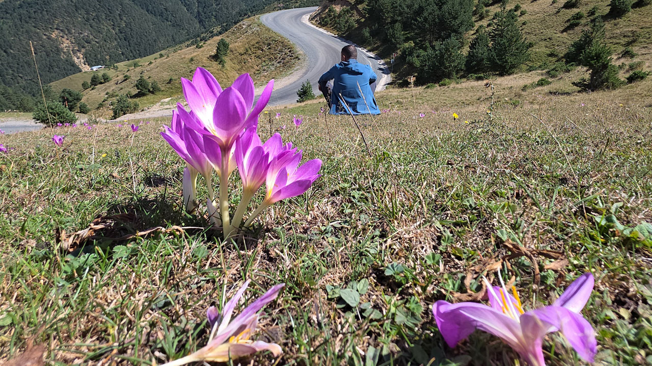 Foto - Yaylalarda renk değişti! Vargitler açtı, Gümüşhane yaylalarında dönüş vakti geldi