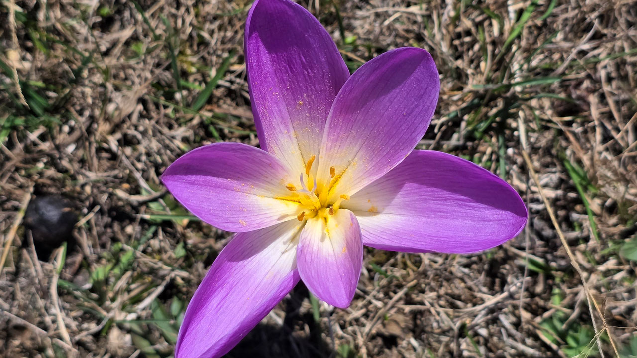 Foto - Yaylalarda renk değişti! Vargitler açtı, Gümüşhane yaylalarında dönüş vakti geldi