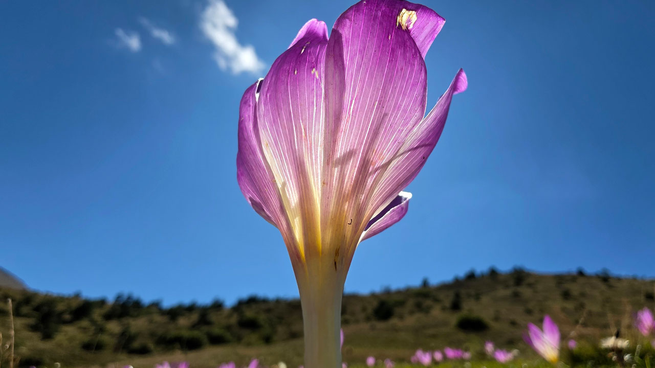 Yaylalarda renk değişti! Vargitler açtı, Gümüşhane yaylalarında dönüş vakti geldi