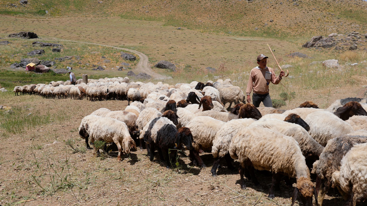 Foto - Yaylanın sessiz kahramanları! Cennet Cehennem Vadisi’nde göçer çocukların zorlu yazı
