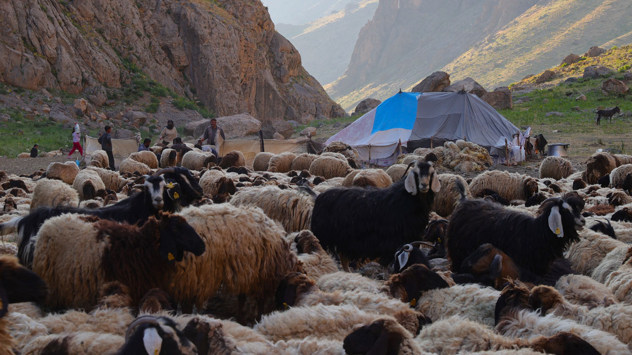 Foto - Yaylanın sessiz kahramanları! Cennet Cehennem Vadisi’nde göçer çocukların zorlu yazı