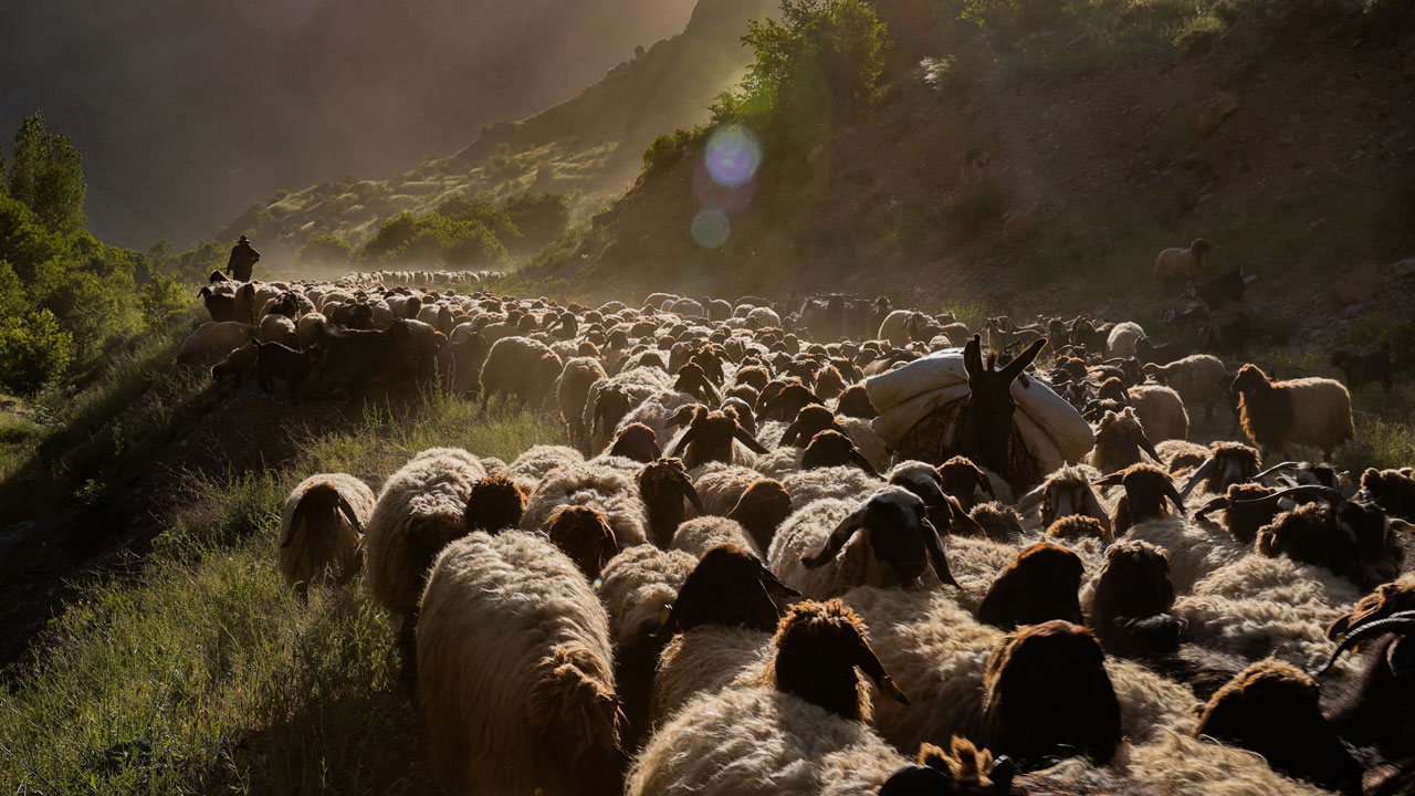 Foto - Yaylanın sessiz kahramanları! Cennet Cehennem Vadisi’nde göçer çocukların zorlu yazı