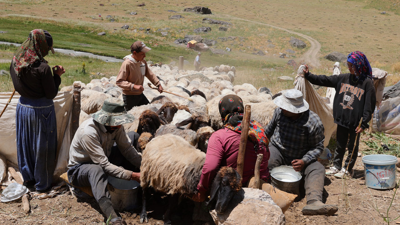 Foto - Yaylanın sessiz kahramanları! Cennet Cehennem Vadisi’nde göçer çocukların zorlu yazı