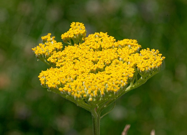 Foto - Yaz Ankara’da başka güzel