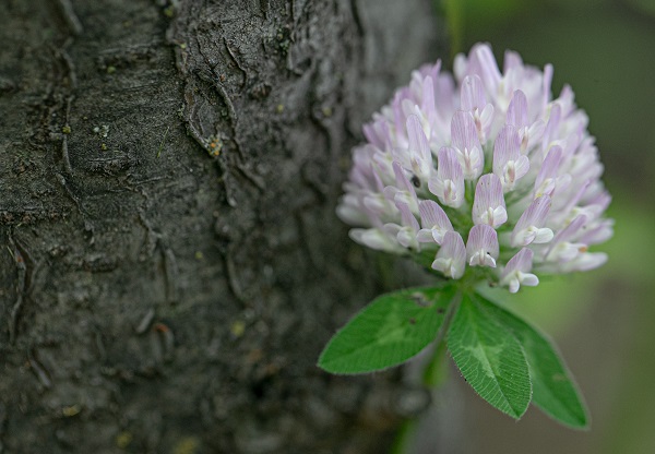 Foto - Yaz Ankara’da başka güzel