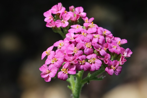 Foto - Yaz Ankara’da başka güzel
