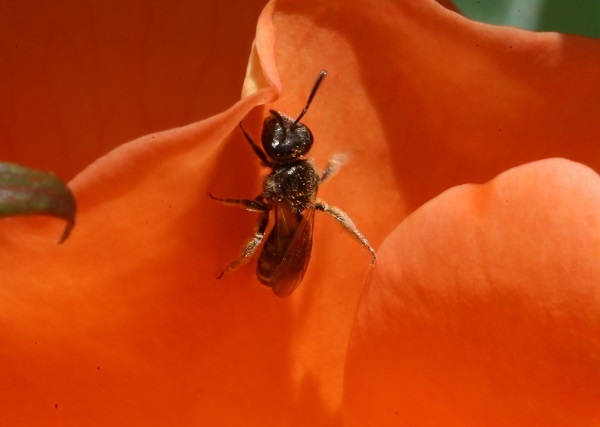 Foto - Yaz Ankara’da başka güzel