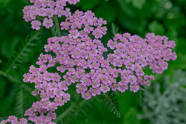 Foto - Yaz Ankara’da başka güzel