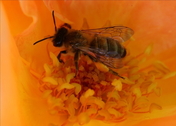 Foto - Yaz Ankara’da başka güzel