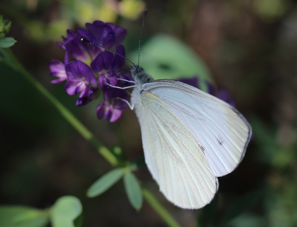 Foto - Yaz Ankara’da başka güzel