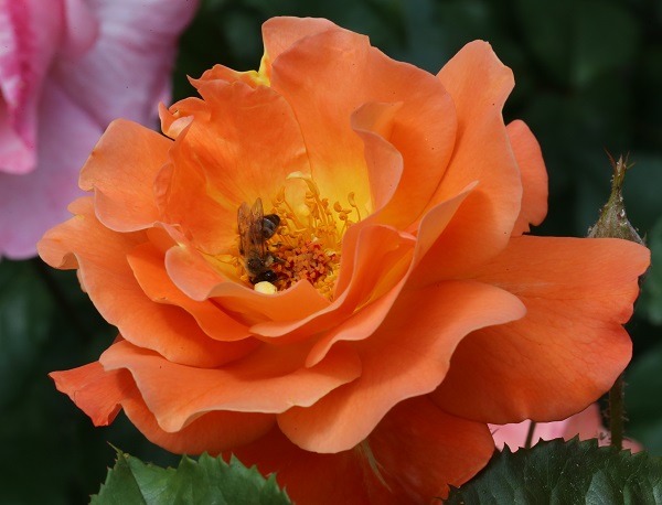 Foto - Yaz Ankara’da başka güzel