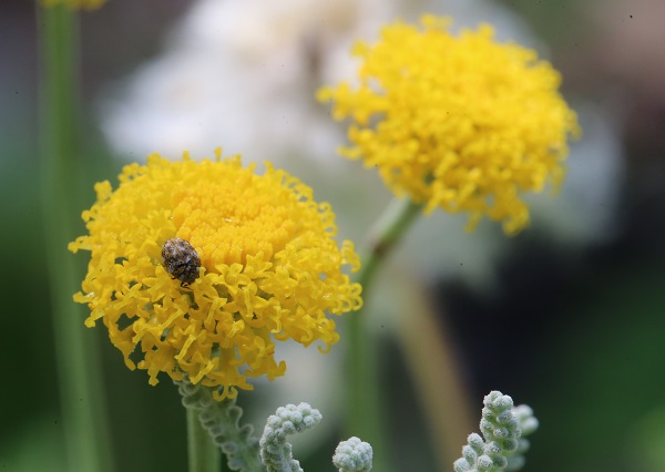 Foto - Yaz Ankara’da başka güzel