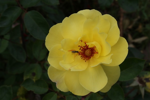 Foto - Yaz Ankara’da başka güzel
