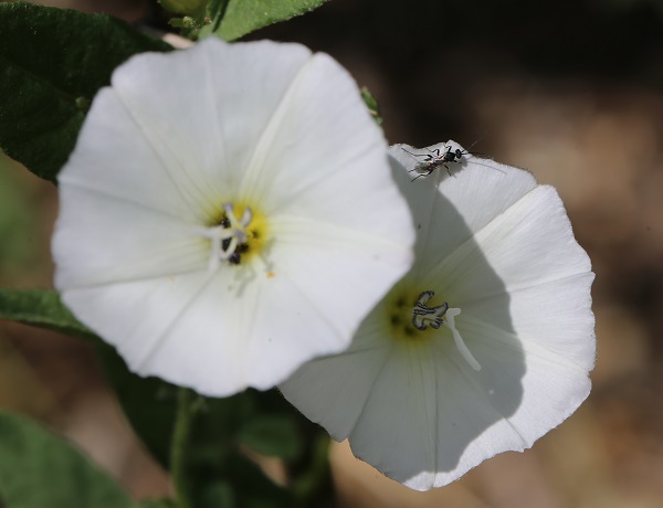 Foto - Yaz Ankara’da başka güzel