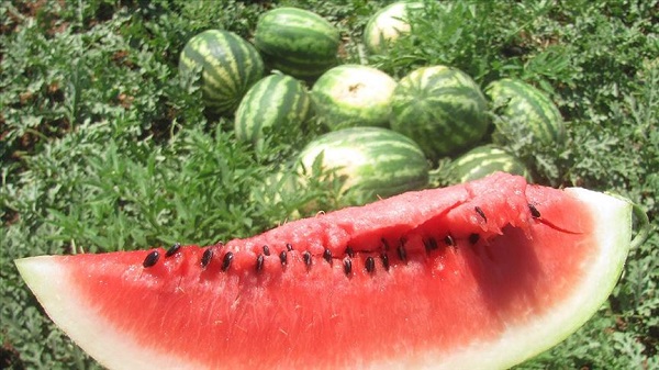 Foto - Yaz aylarının olmazsa olmazı! İşte, doğru karpuz seçmenin yolları
