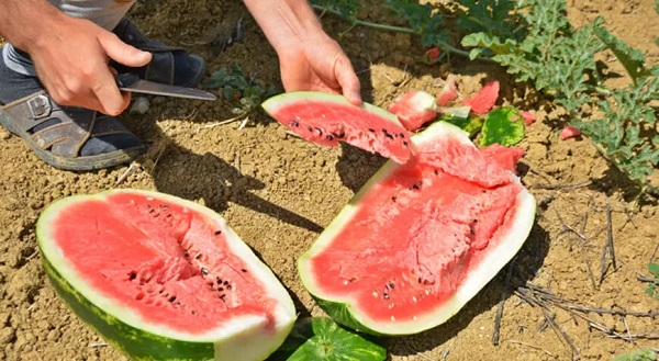 Foto - Yaz aylarının olmazsa olmazı! İşte, doğru karpuz seçmenin yolları