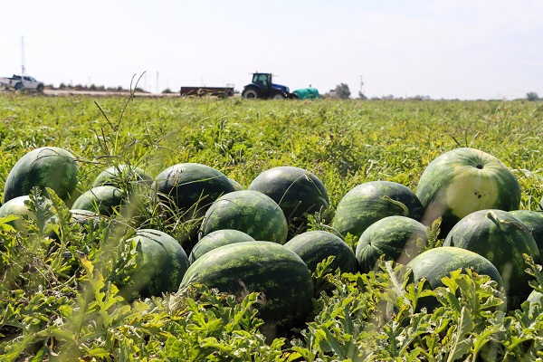 Foto - Yaz aylarının olmazsa olmazı! İşte, doğru karpuz seçmenin yolları
