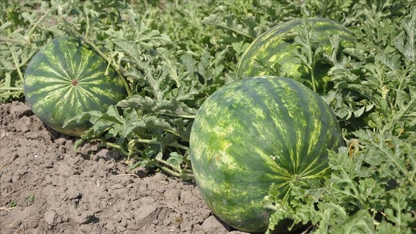 Foto - Yaz aylarının olmazsa olmazı! İşte, doğru karpuz seçmenin yolları