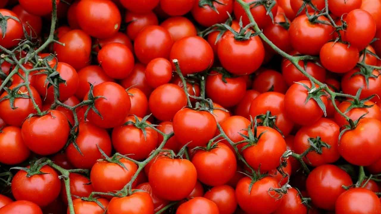 Yaz ayları yaklaşırken moralleri bozacak domates gelişmesi: Kötü haberi verdi