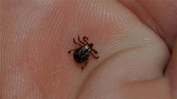 Foto - Yaz aylarında parfüm sıkmayın! Çünkü...