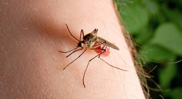 Foto - Yaz aylarının en büyük sorunu tarihe karışıyor Bunu yiyeni sivrisinek sokmuyor