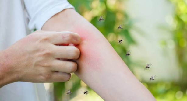 Foto - Yaz aylarının en büyük sorunu tarihe karışıyor Bunu yiyeni sivrisinek sokmuyor