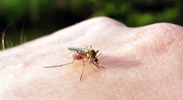 Yaz aylarının en büyük sorunu tarihe karışıyor Bunu yiyeni sivrisinek sokmuyor