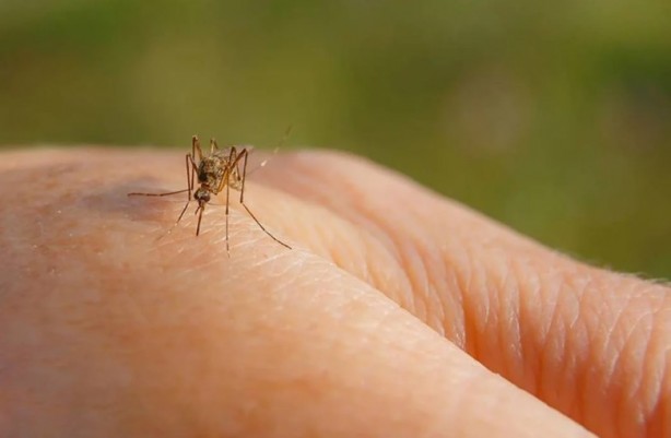 Foto - Yaz aylarının en büyük sorunu tarihe karışıyor Bunu yiyeni sivrisinek sokmuyor